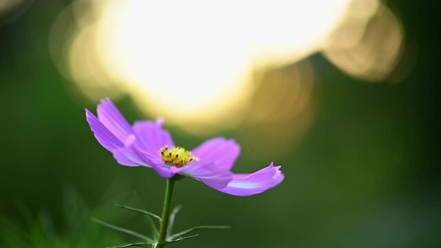 Pink and white cosmos flower