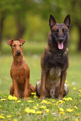 Friendly young Belgian Shepherd dog Malinois posing outdoors on a green grass sitting together with an Irish Terrier dog in spring