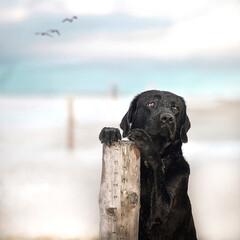 Labrador