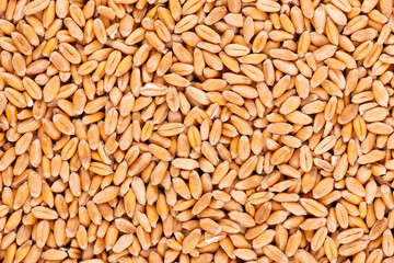 Wheat grains background. Processed organic dry wheat seeds.