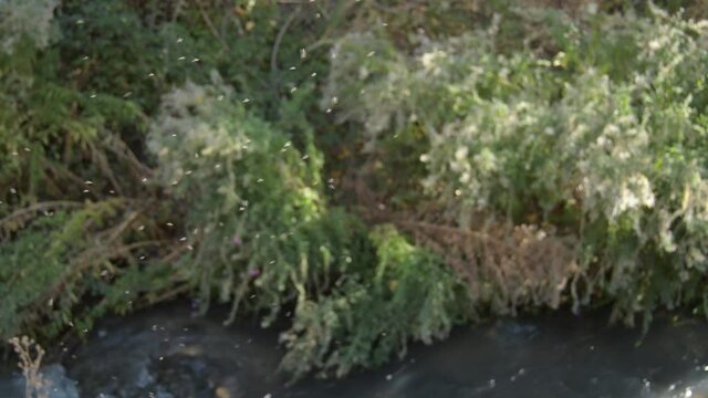 Mosquitoes, insects, flying together a river