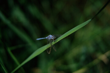 blue dragonfly on a green leaf