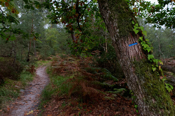 Blue footpath  sign in Fontainebleau forest. Autumn saison