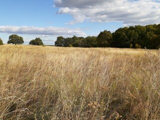 
field with ears on the background of the cloudy sky