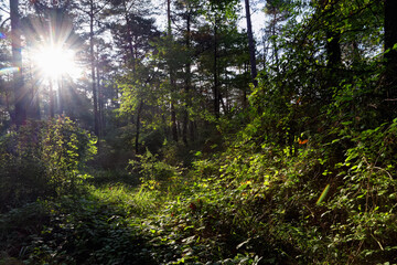 Fototapeta na wymiar Sunrise in Fontainebleau forest. Autumn saison