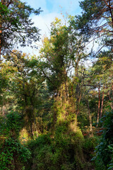 Fontainebleau forest in autumn saison