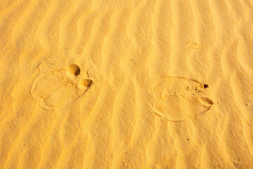 Camel footprints on a wavy sand in a desert in the United Arab Emirates