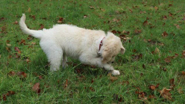 Goldendoodle-Welpe gr&auml;bt in Mausenest