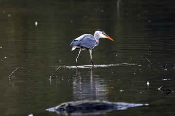 Fischreiher, Graureiher