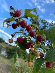 wild strawberry bush