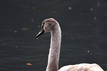 Fototapeta premium Schwan im Flug