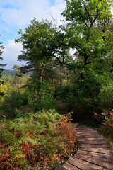 Fototapeta na wymiar Steps Again Erosion in La Malmontagne hill. Fontainebleau Forest