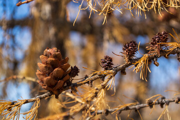 Pine tree and Pine nuts