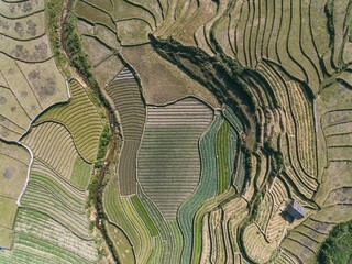 Rice Fields, rice terrace Paddy in Sa Pa Lao Cai Vietnam Asia Aerial Drone Photo