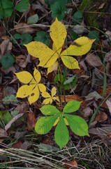 Small chestnut sprout in the autumn Park