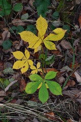 Small chestnut sprout in the autumn Park
