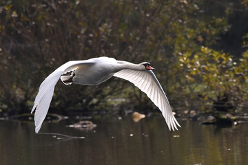 Schwan im Flug