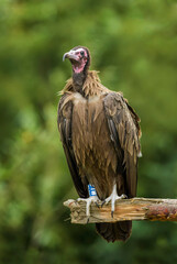 Hooded Vulture - Necrosyrtes monachus, critically endangered Old World vulture from African woodlands and forests, Ethiopia.