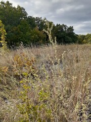 
grass and flowers in a meadow near the forest
