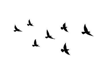 Obraz na płótnie Canvas Flying birds silhouettes on isolated background. Vector illustration. isolated bird flying. tattoo and wallpaper background design.