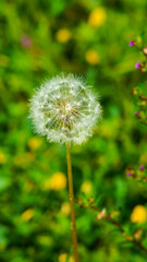 dandelion on green background