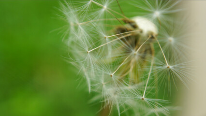 dandelion seeds in the wind