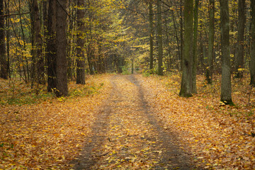 Fallen leaves on the road through the forest