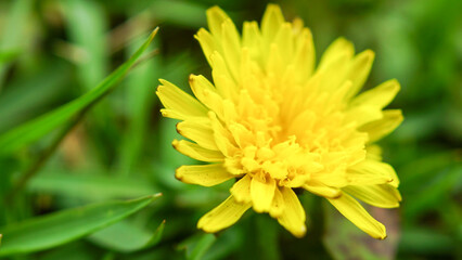 yellow flower in the garden