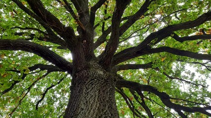 Alte Eiche im Herbst aus der Froschperspektive 