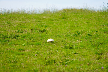 Champignon blanc dans une prairie verte