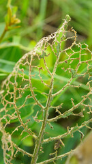 caterpillar on a leaf