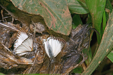 Butterfly, PIERIDAE family, Pierocalias huanaco. Alagado River, Goias, Brazil, June 2014