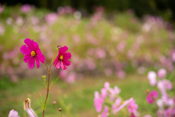 field of pink flowers