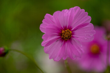 Obraz premium pink cosmos flower