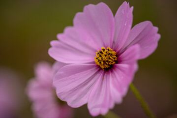 bee on pink flower