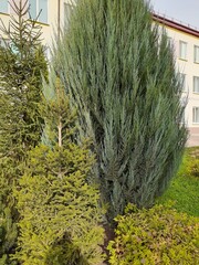 
beautiful arrangement of evergreens near the house