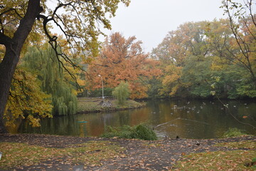 Autumn Park surrounded by trees during the day, yellow leaves on the ground and a pond, ducks swim, Autumn Park surrounded by trees during the day, yellow leaves on the ground and a pond, ducks swim