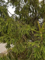 green and fluffy spruce branches