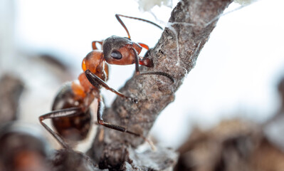 big forest ants in a native habitat
