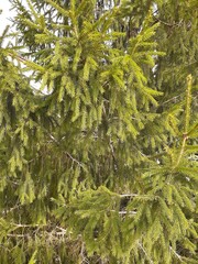 green and fluffy spruce branches