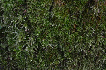 Thick layer of moss on the tree bark