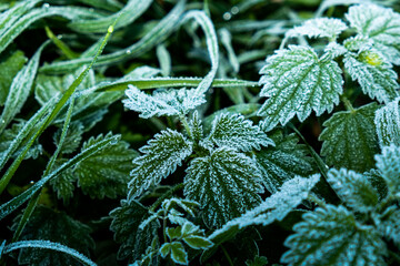 frost