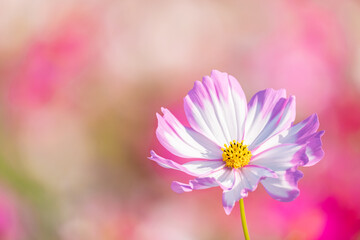 Cute Pink Cosmos Blossoms Blooming and Blowing with The Wind in A Botanical Garden in The Afternoon in Autumn or Fall, Flower Image, Nobody	