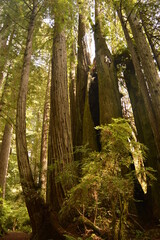 Fototapeta premium Hiking and camping in the Redwoods National Park among the old giant Sequoia trees in Northern California, USA
