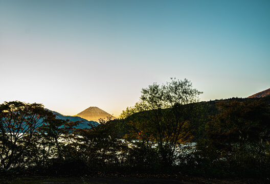 Front view of Mount Fuji with snow covering top of the volcano peak in the evening day of autumn, Japan. There is golden light with clear blue sky in soft tone. There are many trees with copy space.
