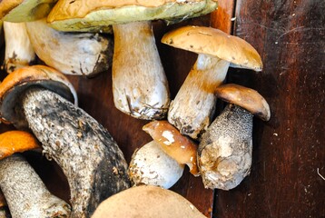 different porcini mushrooms and boletus and chanterelles and lie on a wooden table background