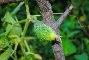 young green cucumbers grow on a branch in the vegetable