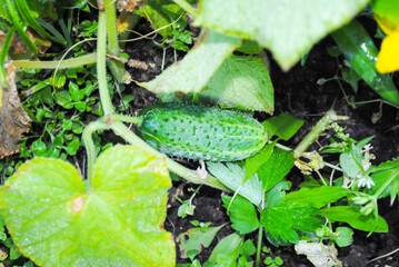 young green cucumbers grow on a branch in the vegetable
