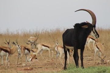 Photo Taken in Lion and Rhino Reserve, Krugersdorp