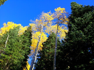 Aspen trees show their golden autumn foliage between evergreen pines, Wasatch Mountains, Utah